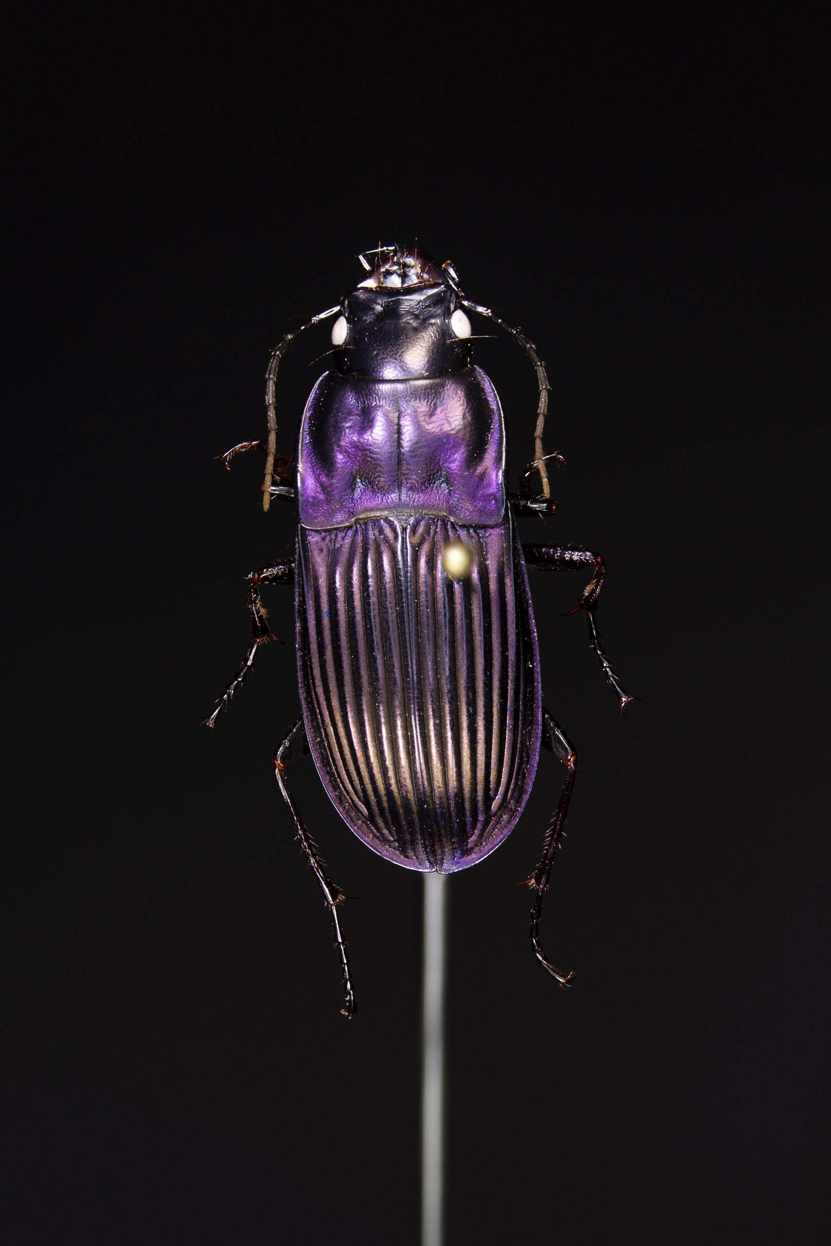 Specimen Photography | Kyle Rossner: Ecologist, Entomologist